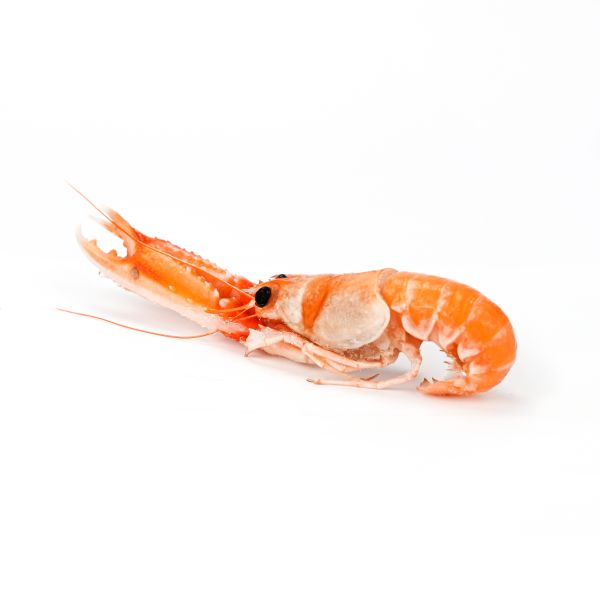 Langoustines (Cigalas)