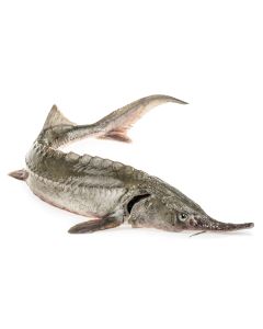 Whole Sterlet Sturgeon, Drawn Fish