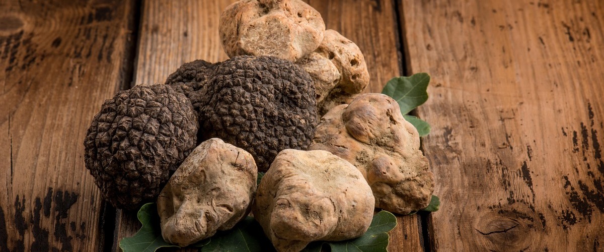 White Truffles: How to Pick the Ideal One