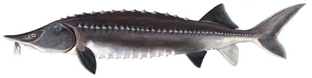 beluga sturgeon fish